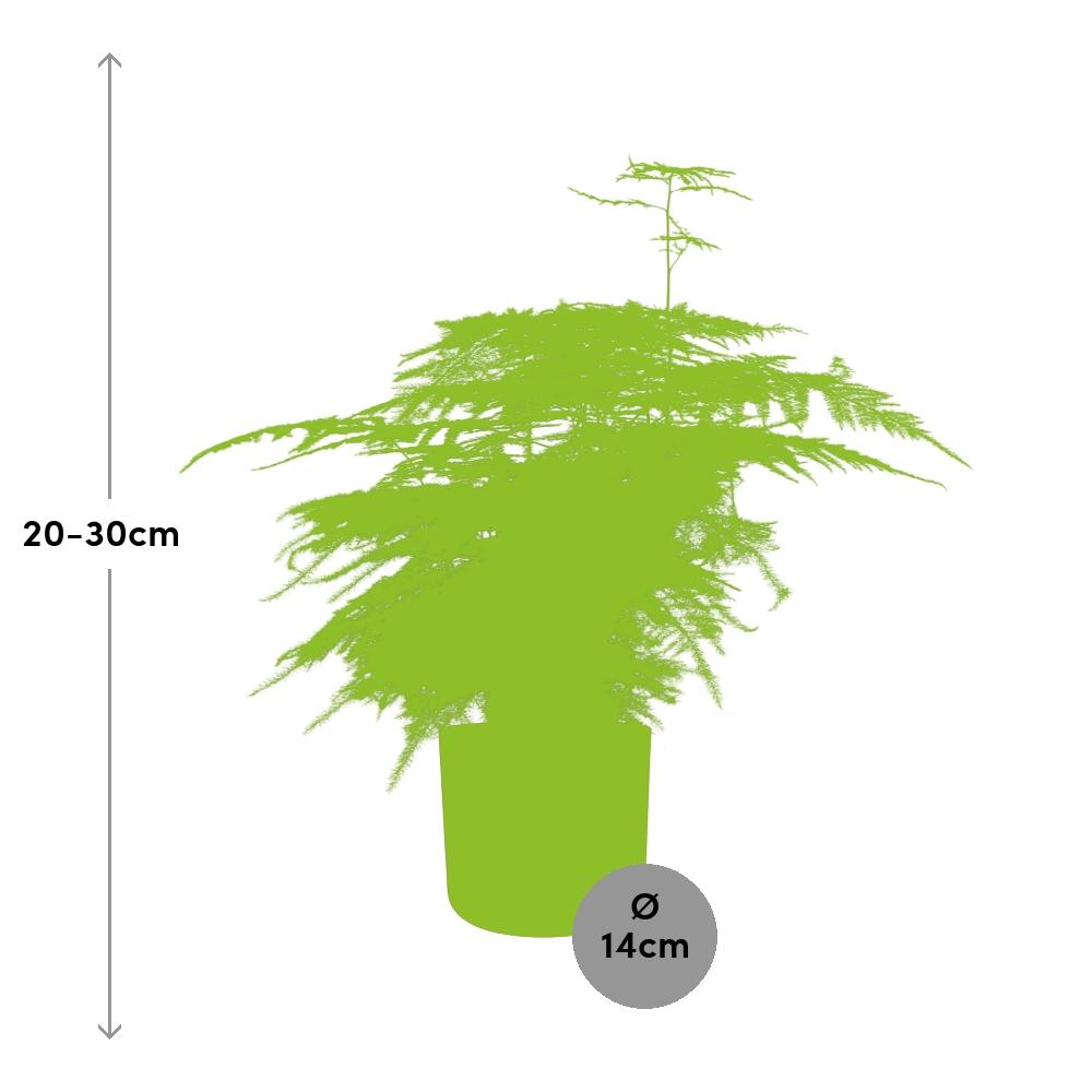 Asparagus ‘Plumosus’ – pflegeleichter Spargelfarn in ELHO Topf 14cm