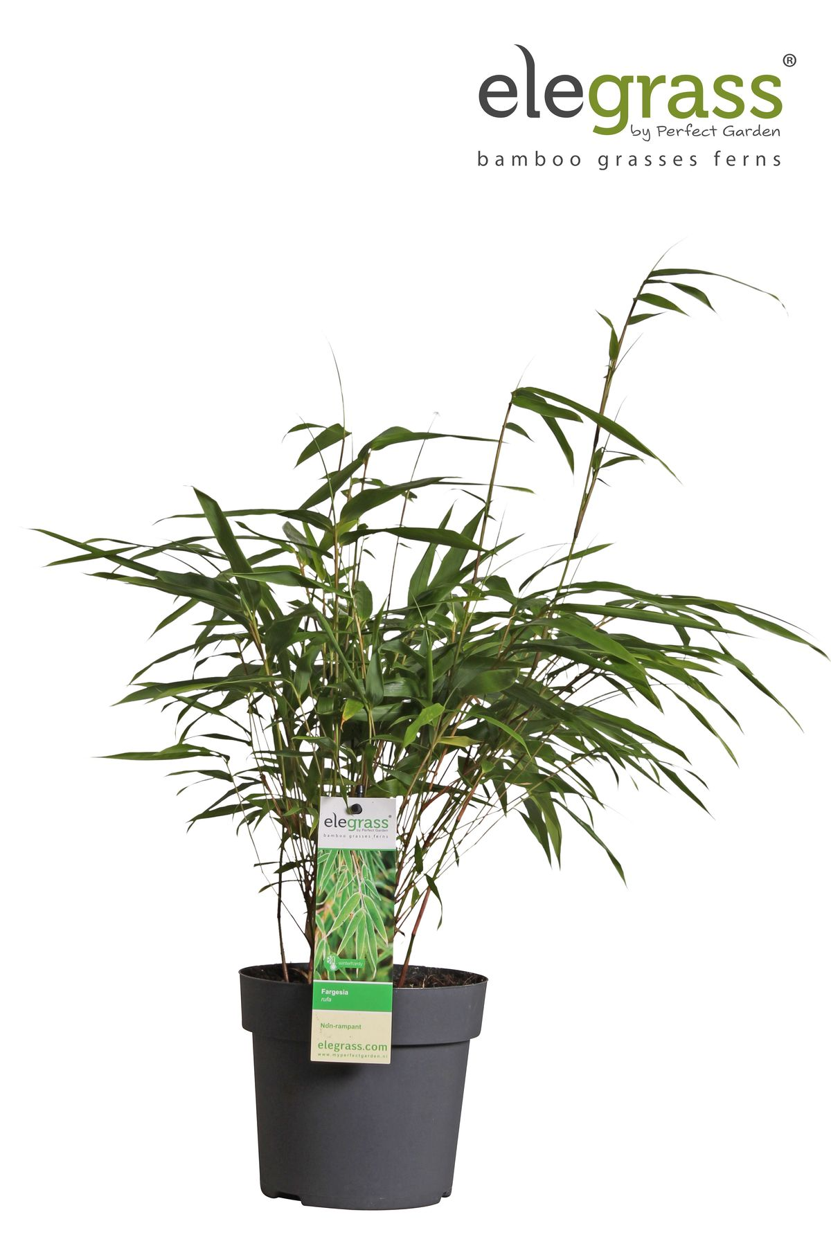 Fargesia Rufa – Pflegeleichter Gartenbambus 80 cm