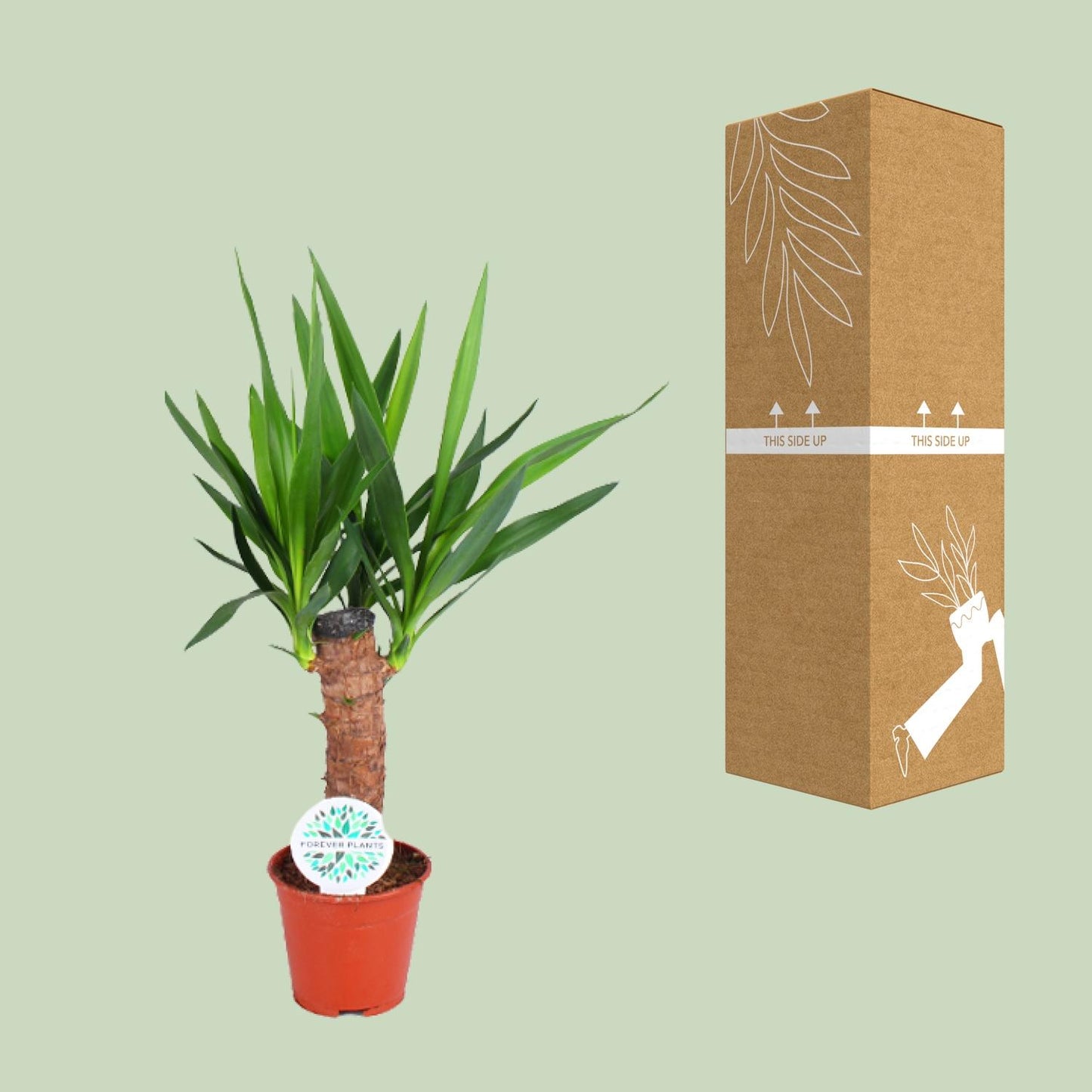 Yucca Elephantipes – Pflegeleichte Exotik Ø14cm, ca. 60cm