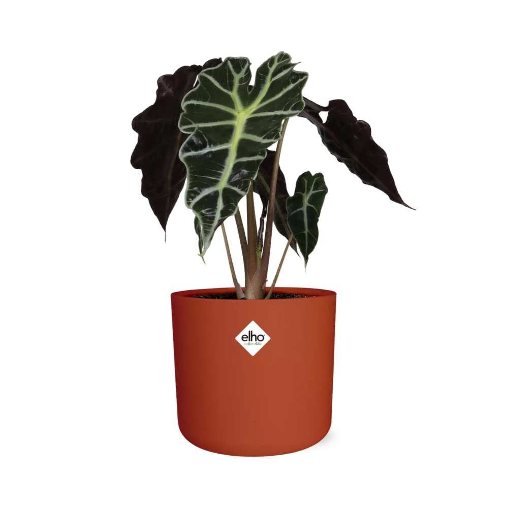 Alocasia ‘Polly’ in ELHO b.for soft rond 14cm brique