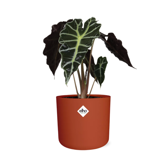 Alocasia ‘Polly’ in ELHO b.for soft rond 14cm brique