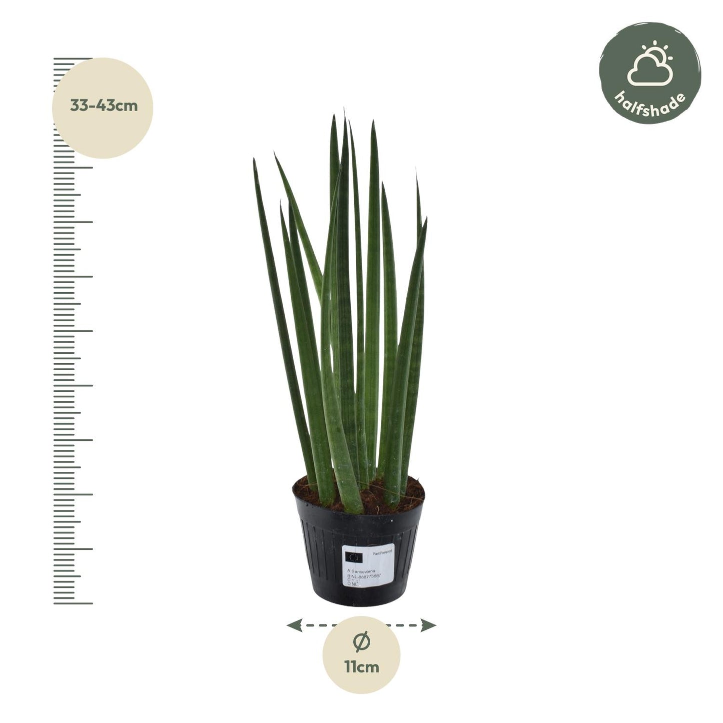 Sansevieria cylindrica 'Bacularis' – pflegeleichte Zimmerpflanze 38 cm