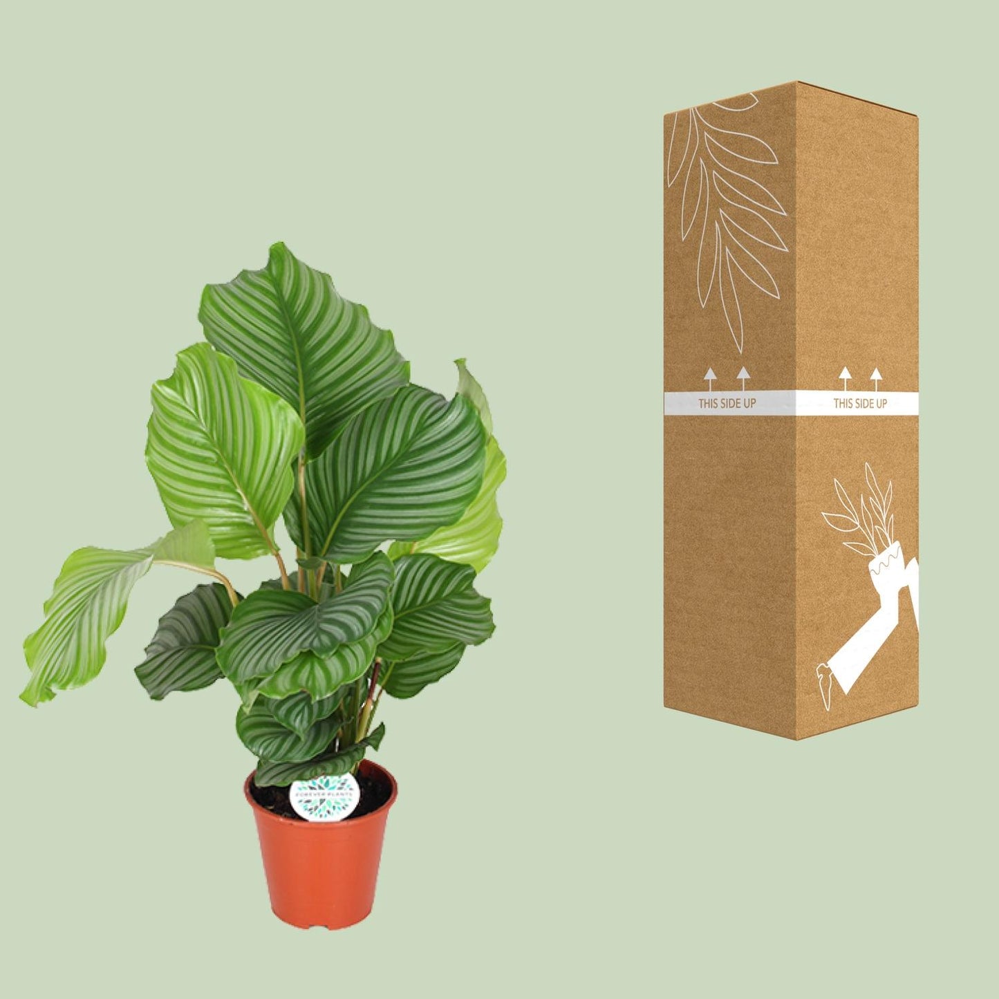 Calathea Orbifolia – Exotische Zimmerpflanze Ø17cm
