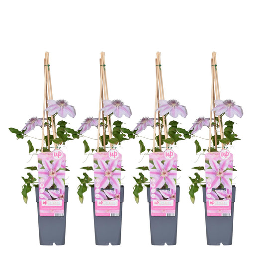 4x Clematis Nelly Moser – Blühender Kletterstar Ø15cm