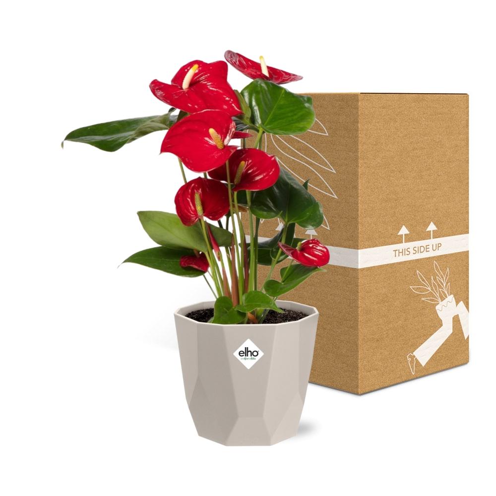 Anthurium Red 12 cm in ELHO b.for rock 14 cm warm grey