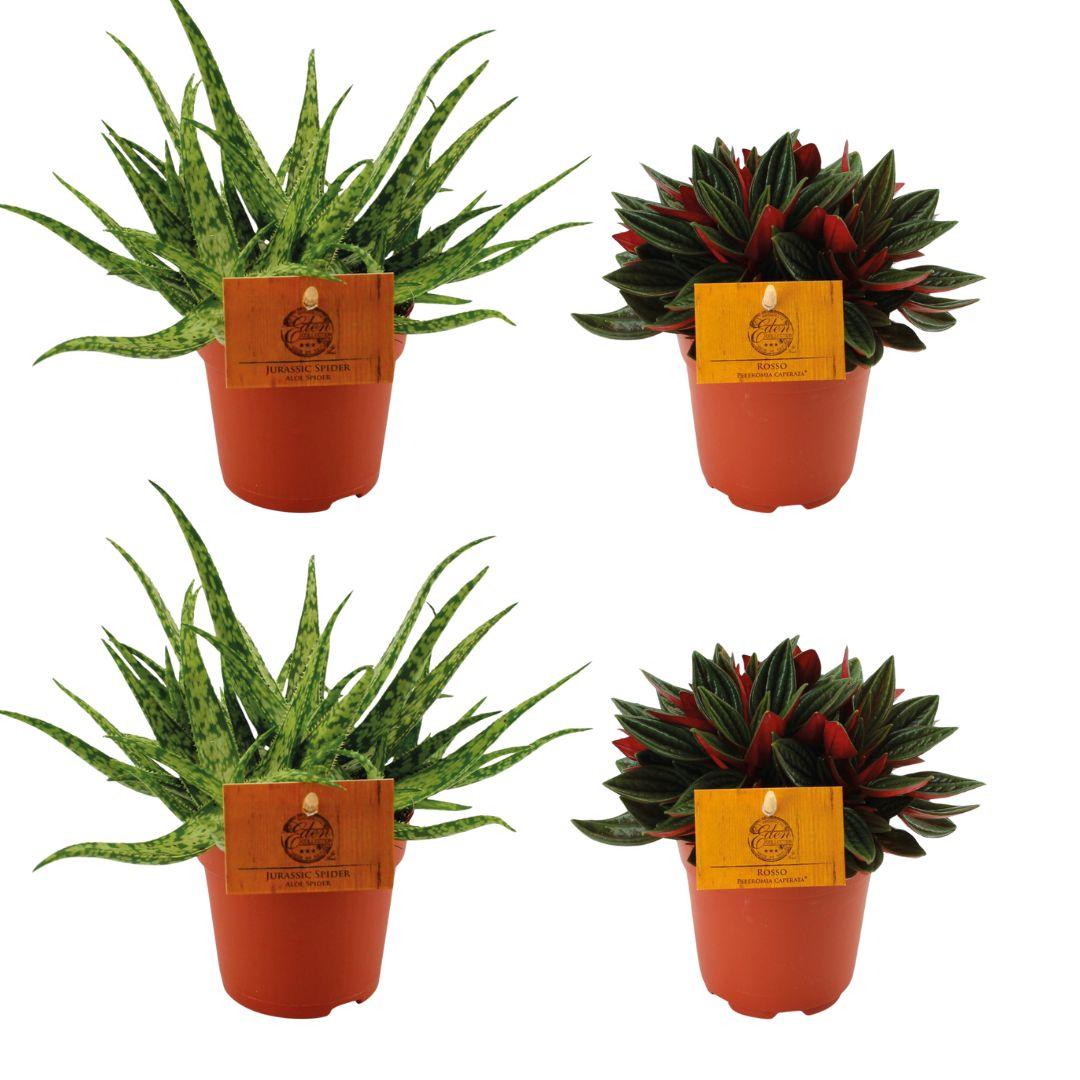 4er Set Aloe Spider & Peperomia Rosso Ø10,5cm – Pflegeleicht & Modern