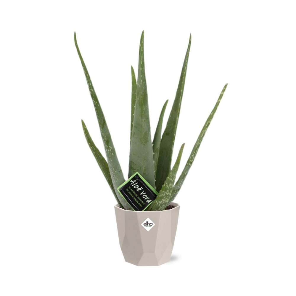 Aloe Vera 12 cm im ELHO b.for rock Topf warm grey