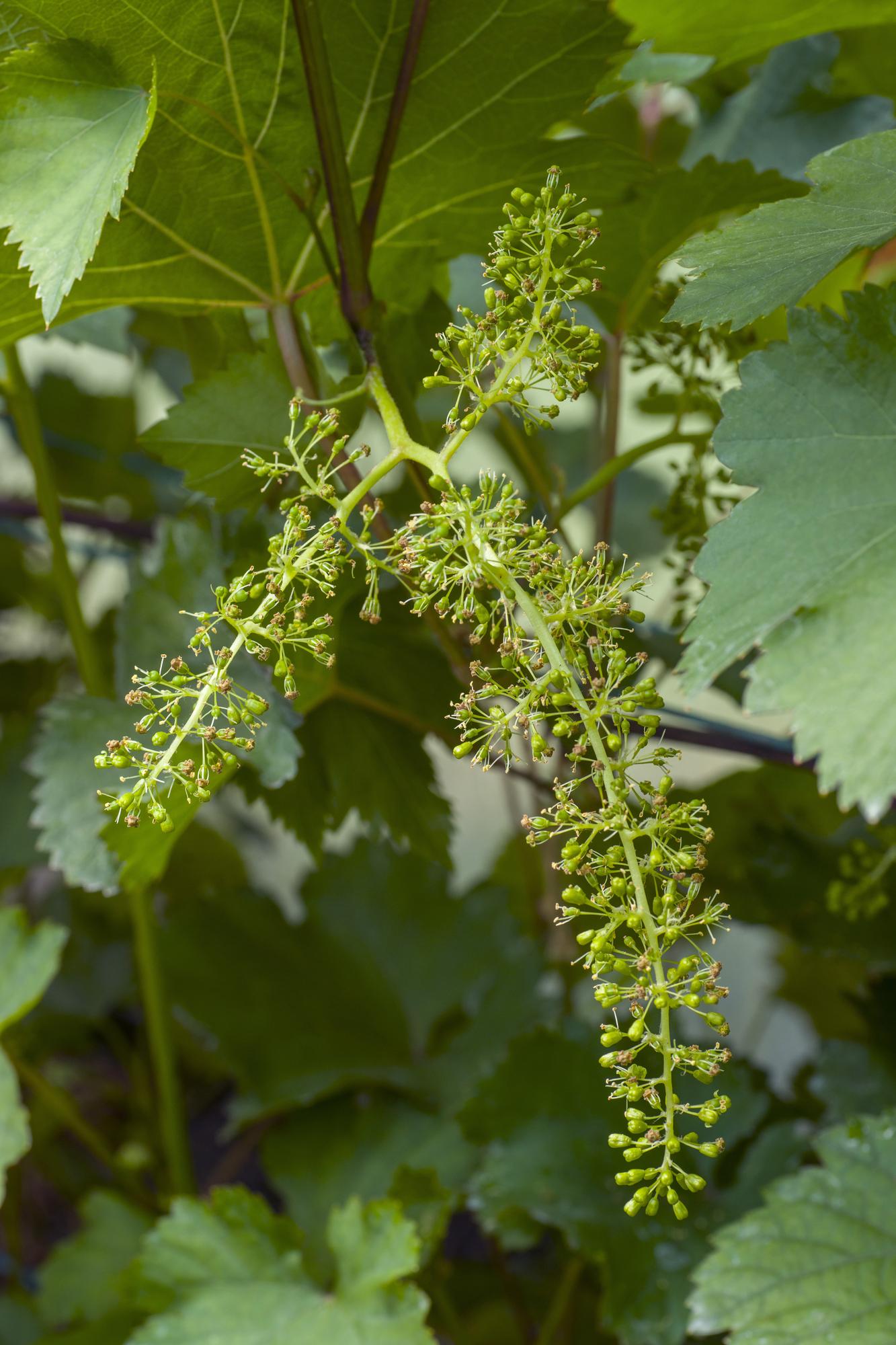 Vitis vinifera 'Johanniter' – Weiße Traube Ø13cm Topf