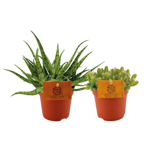 Aloe Spider & Hylocereus Undatus Duo – 2 pflegeleichte Pflanzen Ø10,5cm