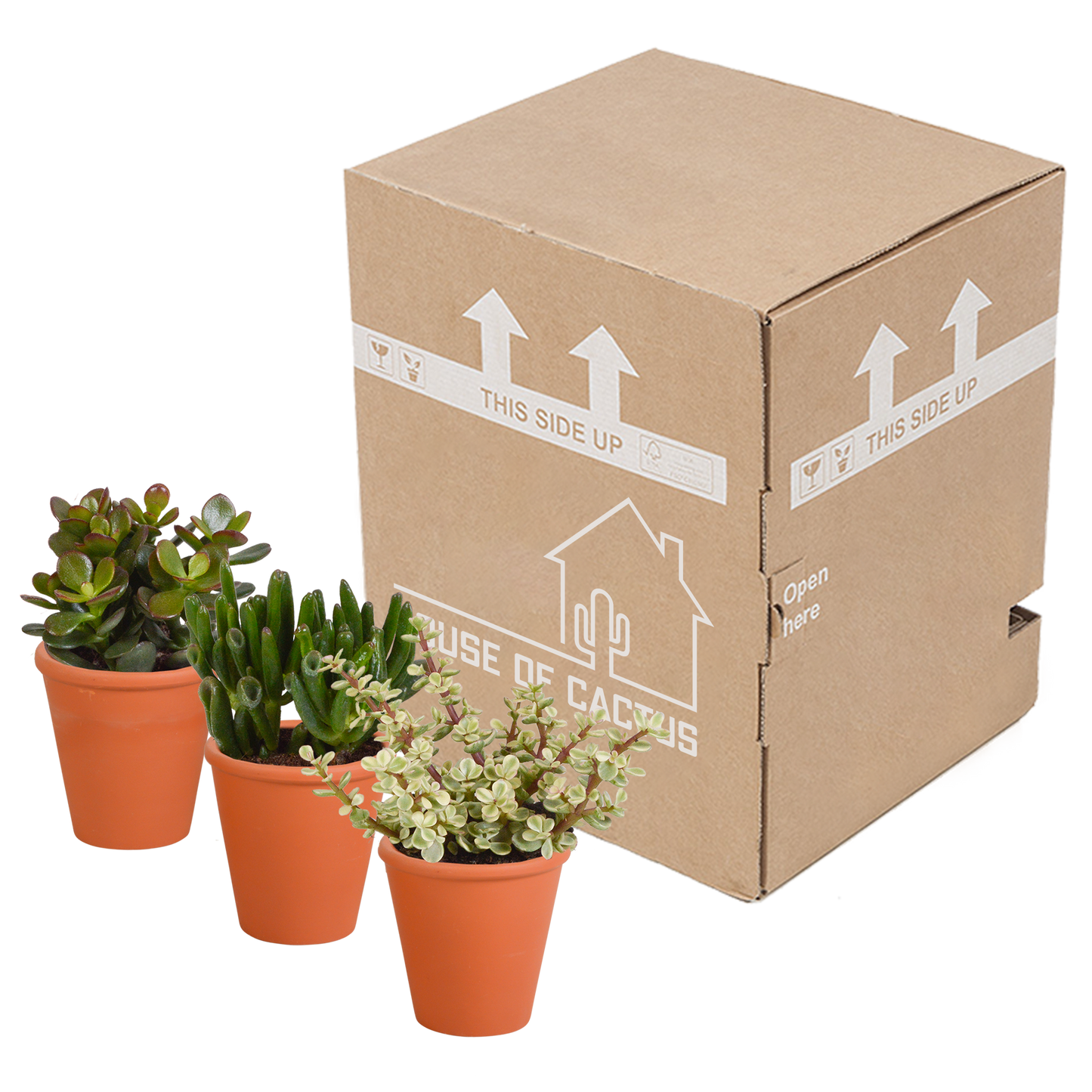 Crassula-Mix 3er Set im Terrakotta-Topf