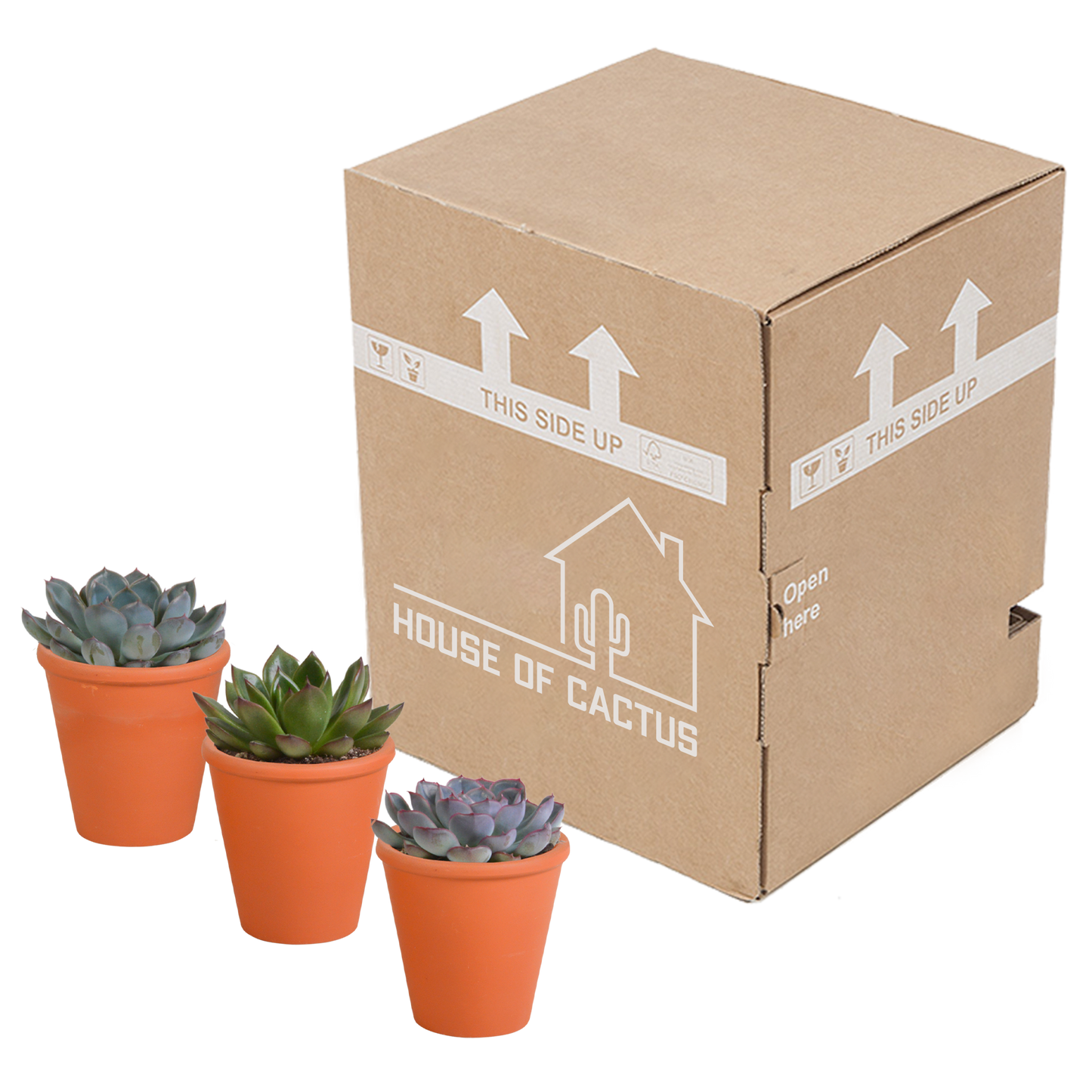 Echeveria-Mischung 3er Set im Terrakotta-Topf 8,5 cm