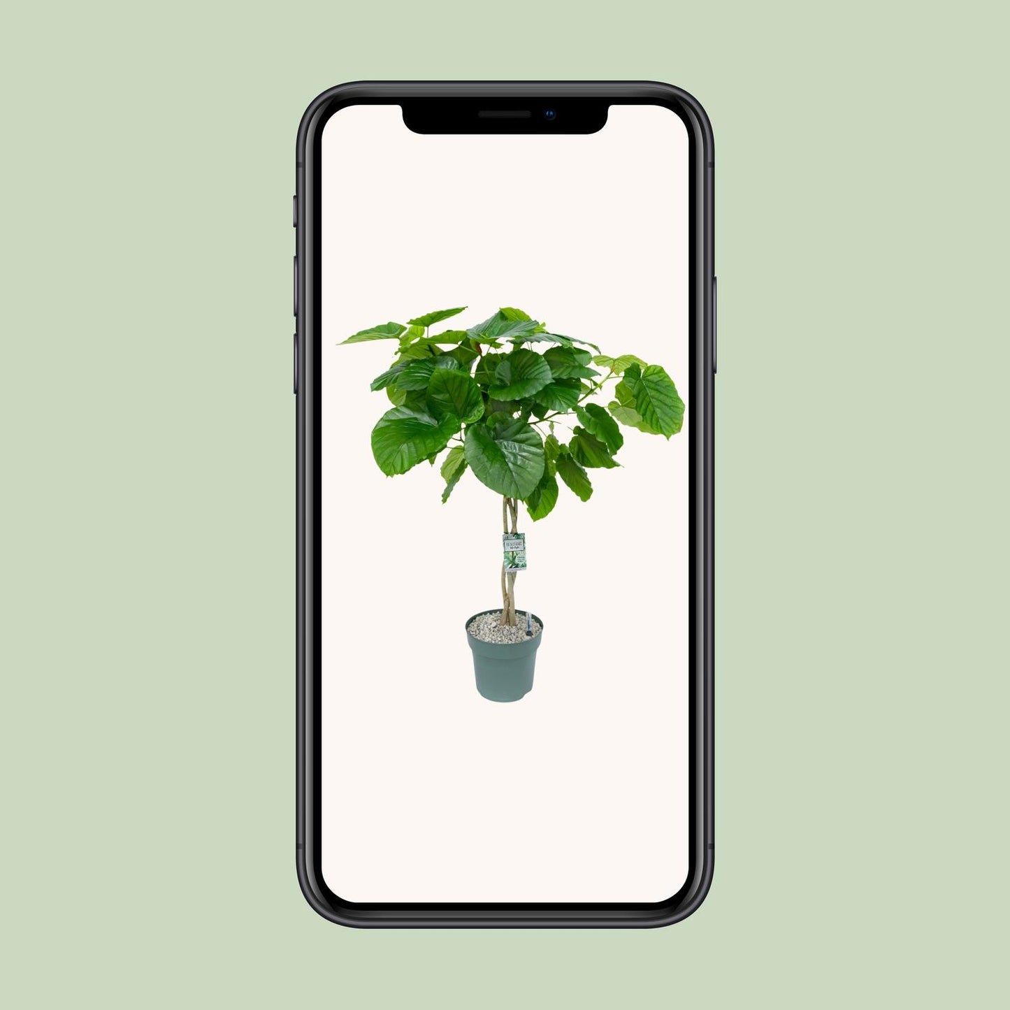 Ficus Umbellata Geflochten – 120 cm pflegeleichte Zimmerpflanze