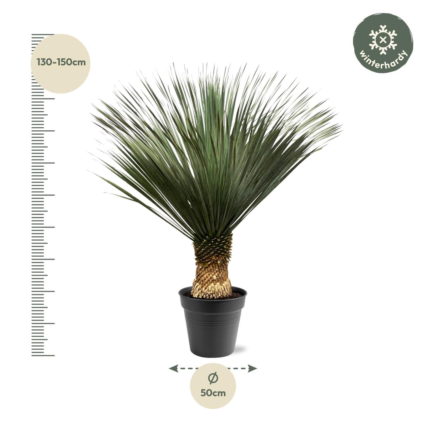 Yucca Rostrata – Robuste und pflegeleichte Zimmerpflanze 130–150 cm