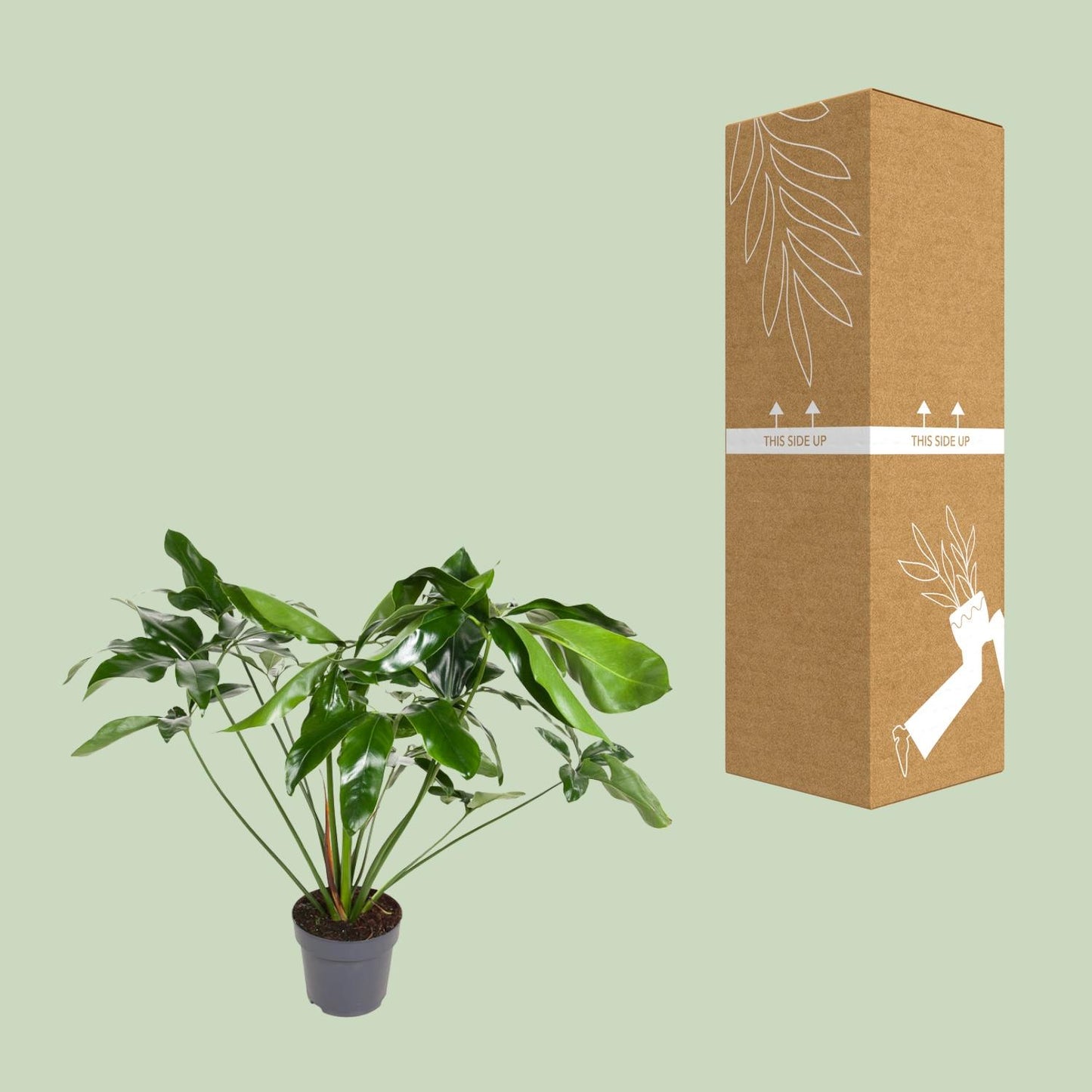 Philodendron Green Wonder – Pflegeleichte Zimmerpflanze Ø24cm