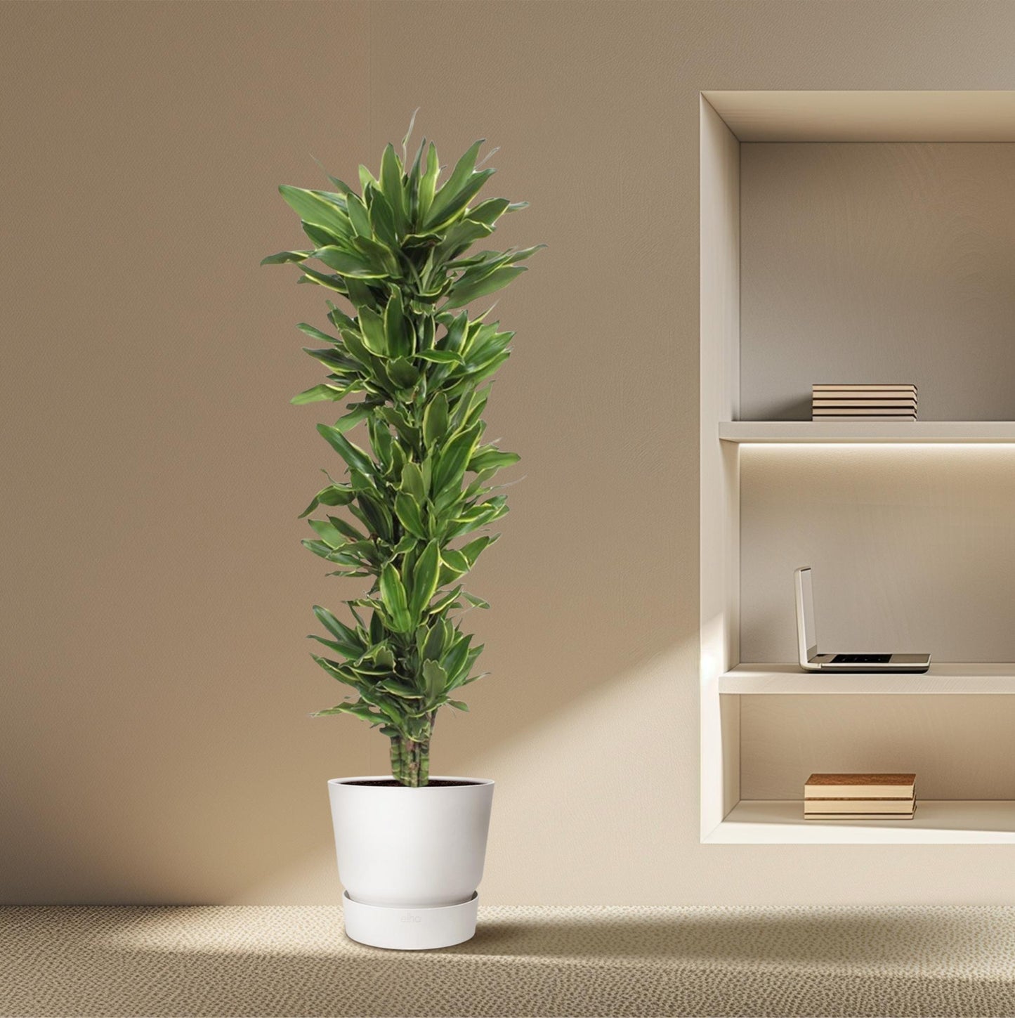 Dracaena Golden Coast – Elegante und pflegeleichte Zimmerpflanze 200 cm
