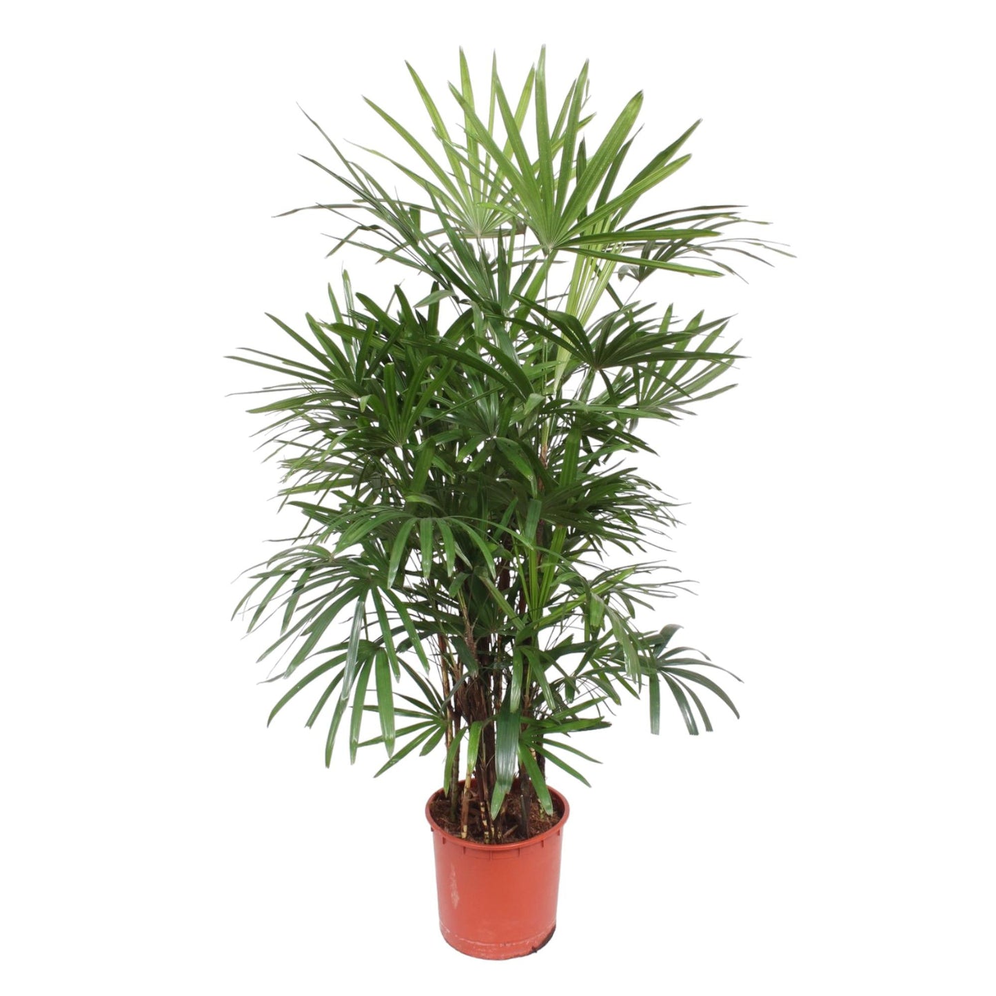 Rhapis Excelsa – Pflegeleichte Damenpalme 190 cm