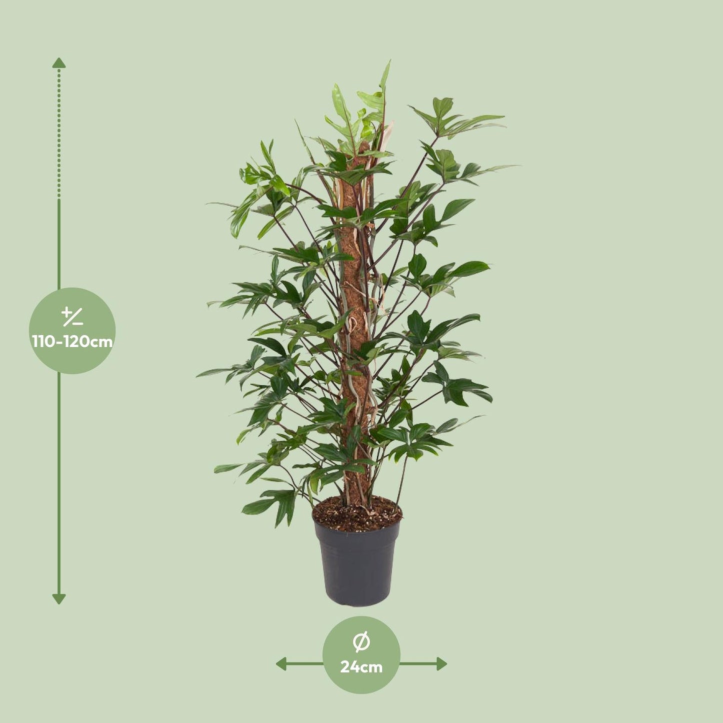Philodendron Pedatum – Pflegeleichte Zimmerpflanze Ø24cm