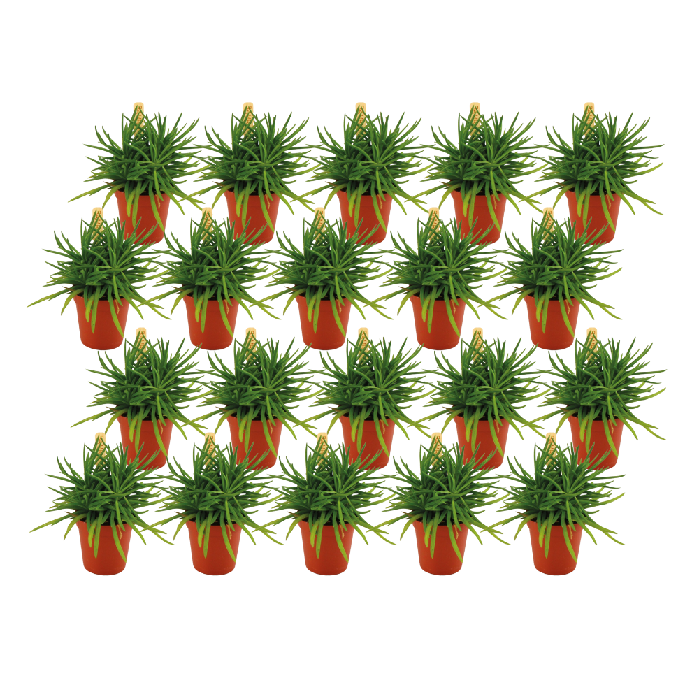 Senecio Himalaya - 20er Set pflegeleichte Sukkulenten Ø5,5cm
