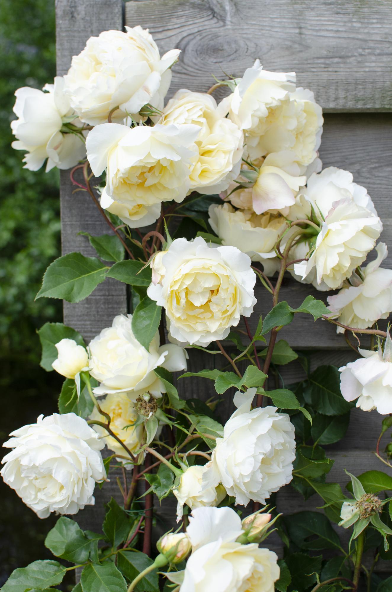 Kletterrose 'Vanilla' – Cremeweiße Blüten, 65 cm