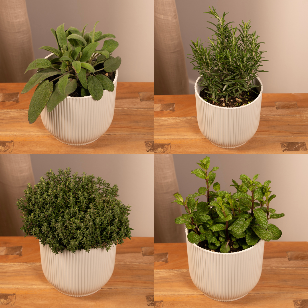 Gartenkräutermischung 4er Set Ø14cm – Aromatisch & Pflegeleicht
