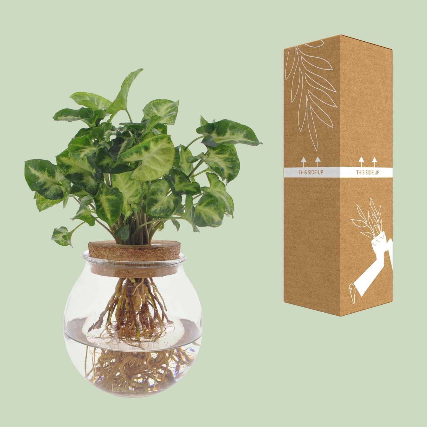 Syngonium Pixie – Zwerg-Purpurtute Ø12cm, 30cm hoch