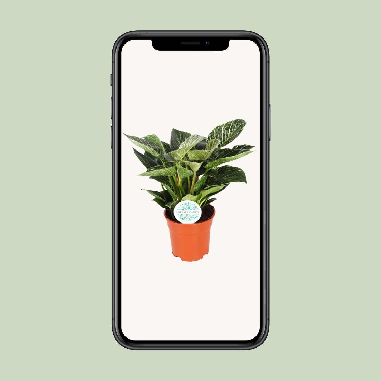 Philodendron Birkin – Pflegeleichte Zimmerpflanze Ø17cm