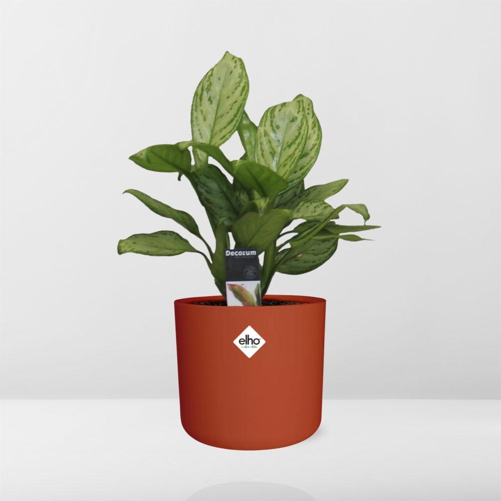 Aglaonema Christina – Luftreinigende Zimmerpflanze im ELHO b.for soft Rond 14cm Brique