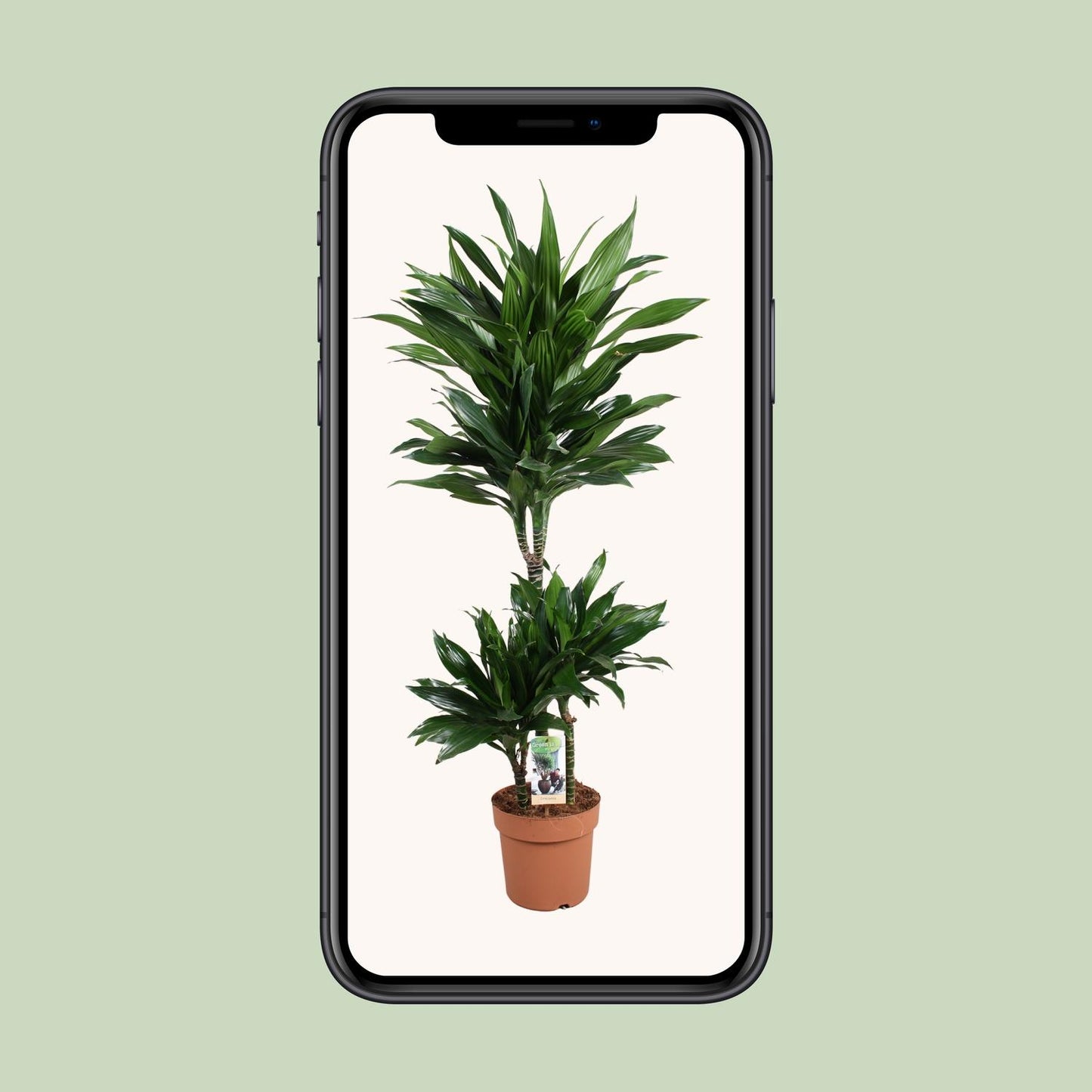 Dracaena Green Jewel – Elegante Zimmerpflanze Ø21cm