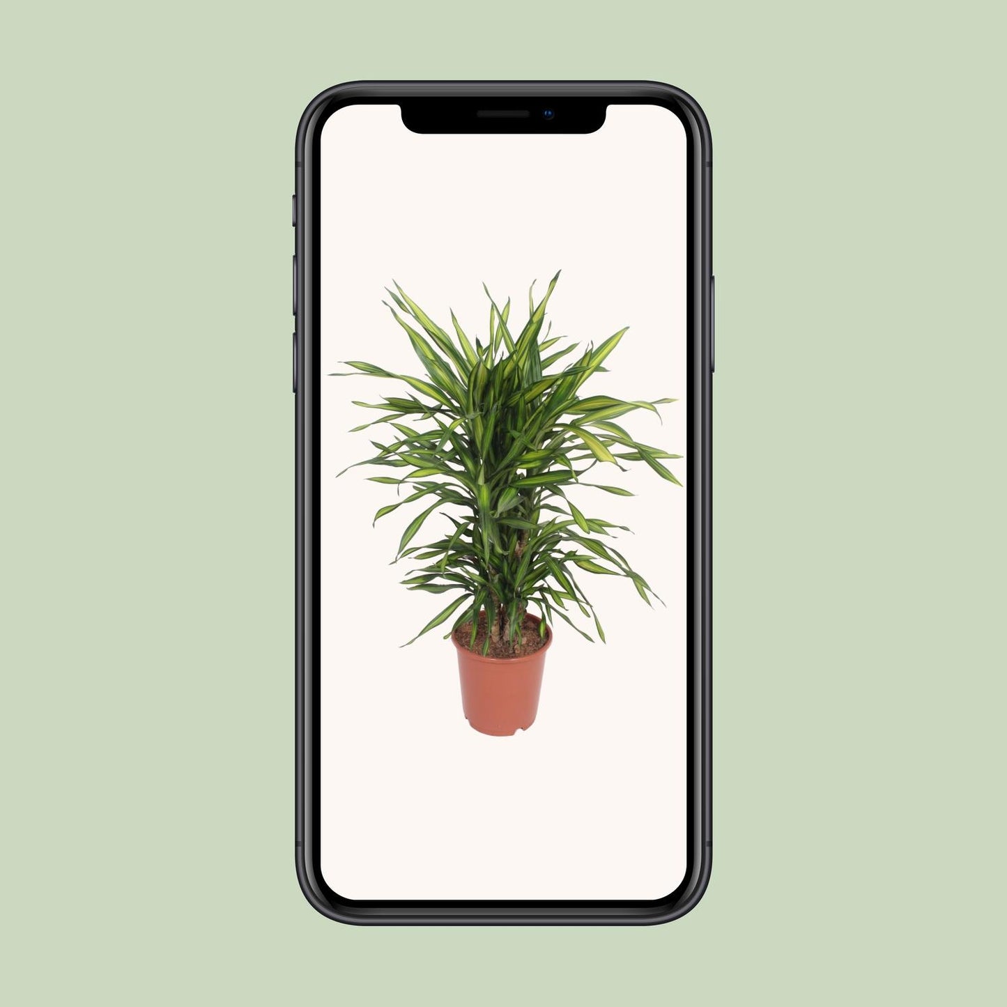 Dracaena Fragrans Riki – Pflegeleichter Drachenbaum Ø24cm