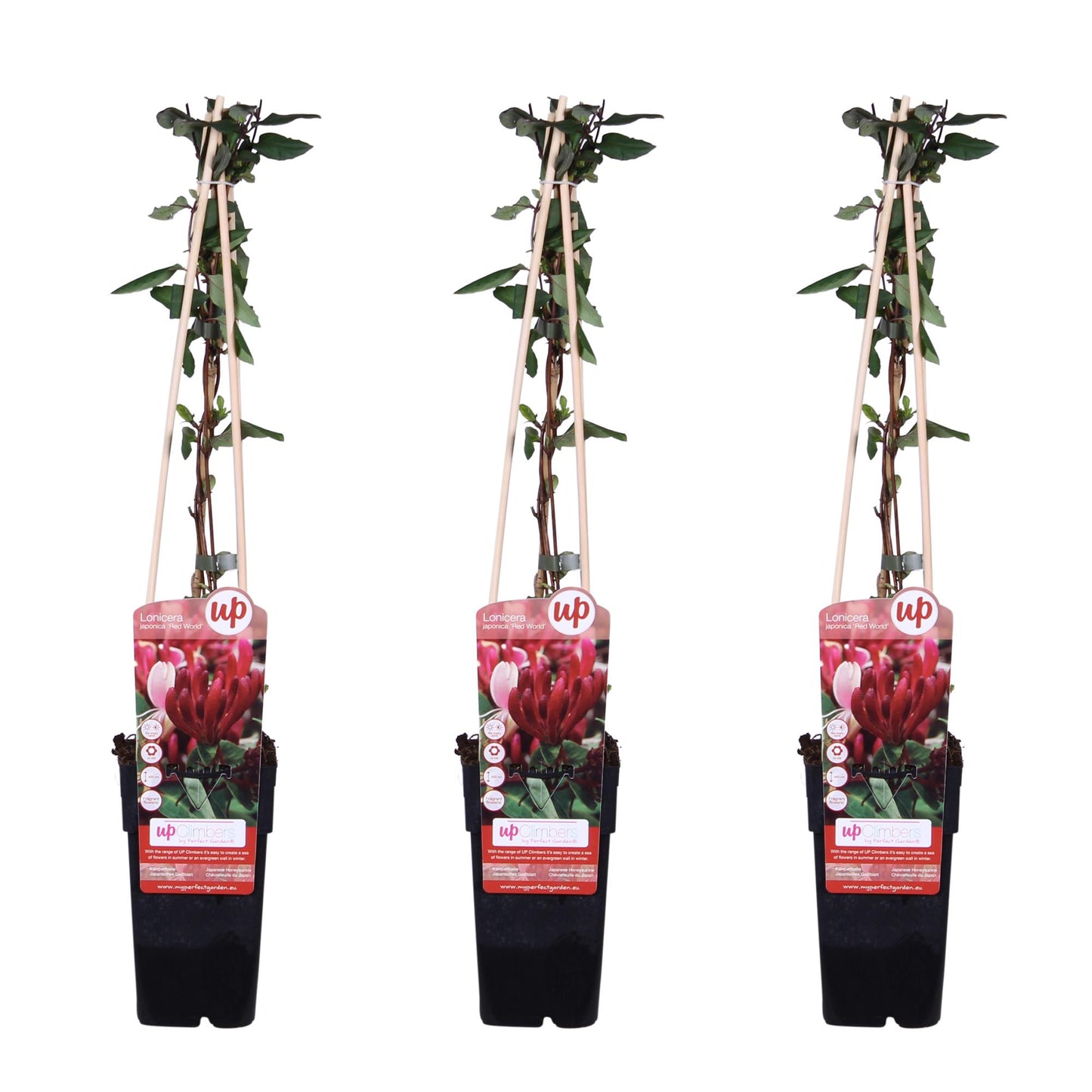 3x Lonicera japonica 'Red World' – Duftendes Geißblatt 65 cm