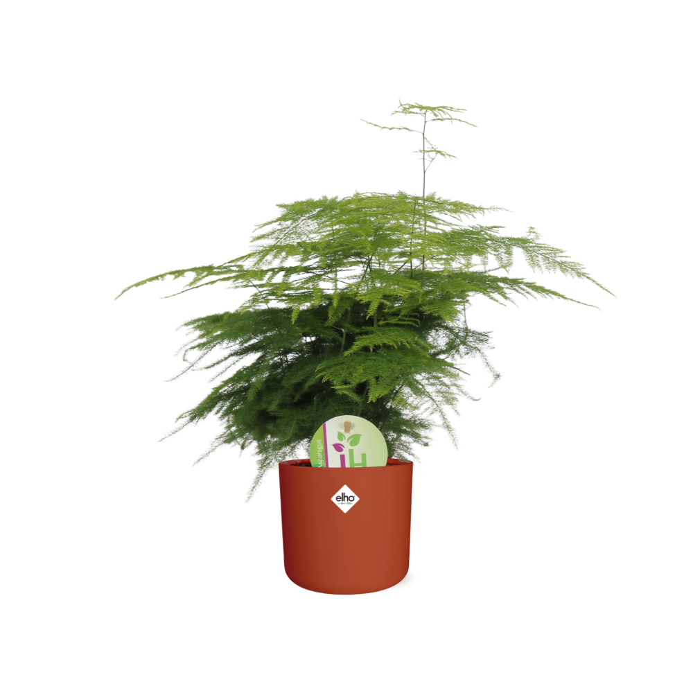 Asparagus ‘Plumosus’ – pflegeleichter Spargelfarn in ELHO Topf 14cm