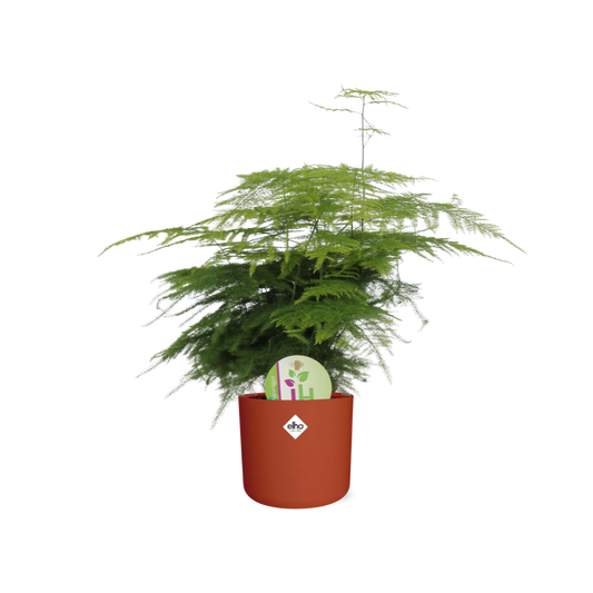 Asparagus ‘Plumosus’ – pflegeleichter Spargelfarn in ELHO Topf 14cm