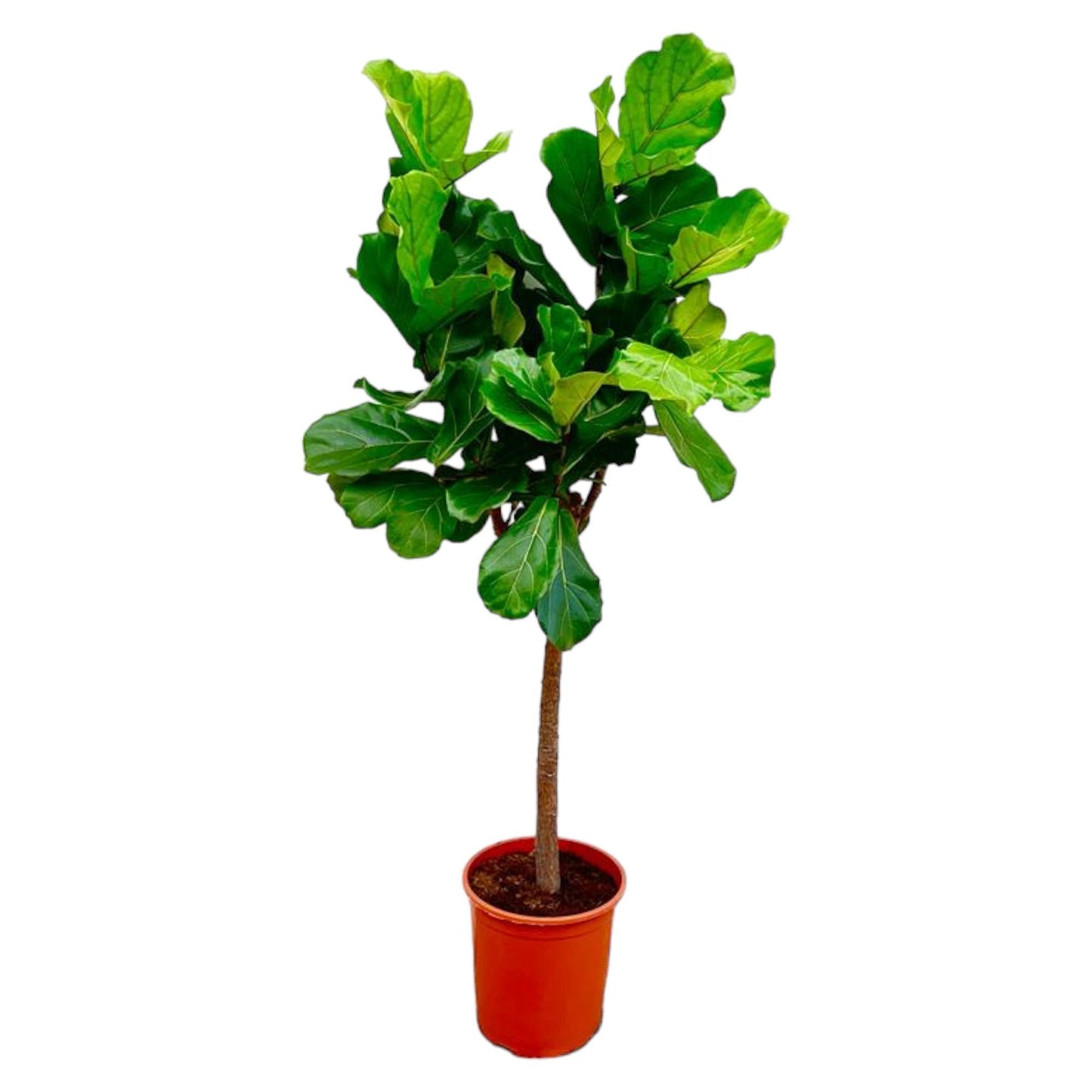 Ficus Lyrata Boom – Große, pflegeleichte Geigen-Feige