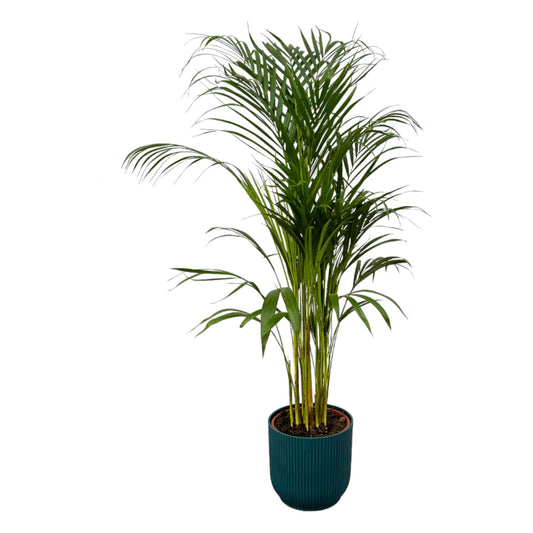 Areca-Palme 110 cm im elho Vibes Fold Round Topf Blau
