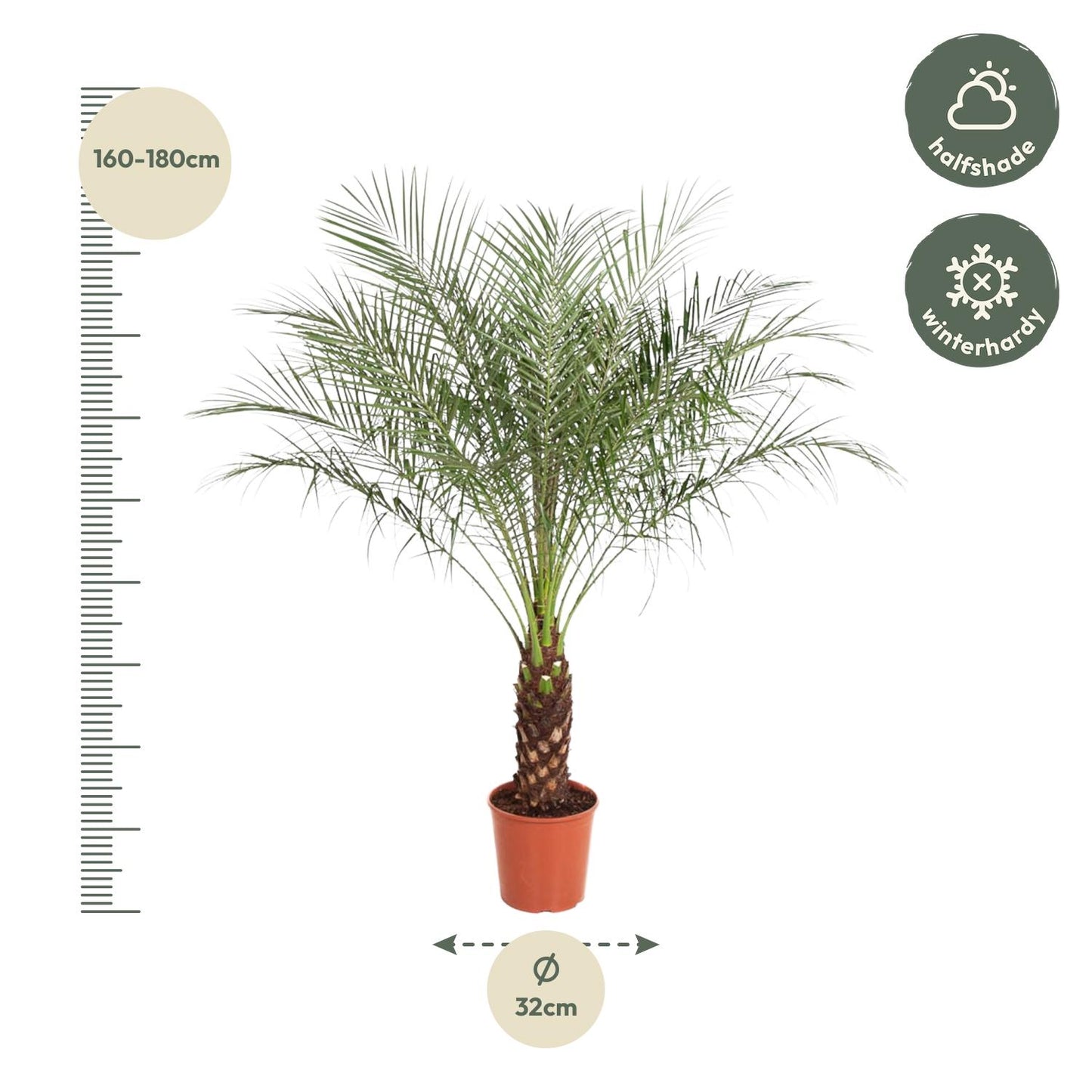 Phoenix Roebelenii – Kanarische Dattelpalme 190 cm
