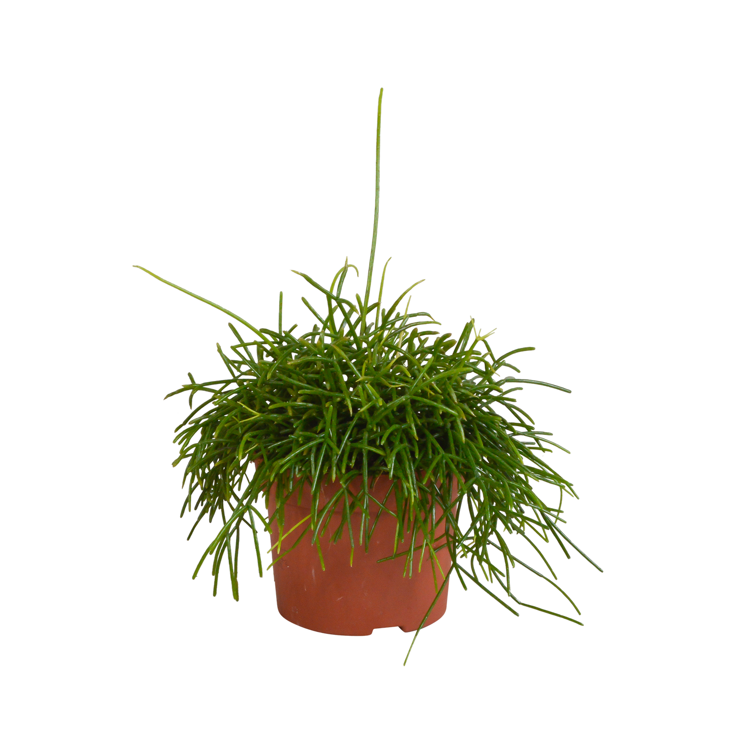 Rhipsalis baccifera Oase 12 cm – Pflegeleichte Sukkulente