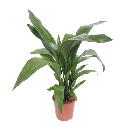 Aspidistra elatior – Pflegeleichte & luftreinigende Zimmerpflanze Ø19cm