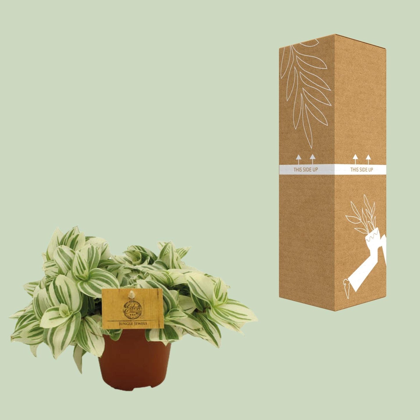 Tradescantia Brightness – Pflegeleichte Ampelpflanze Ø12 cm