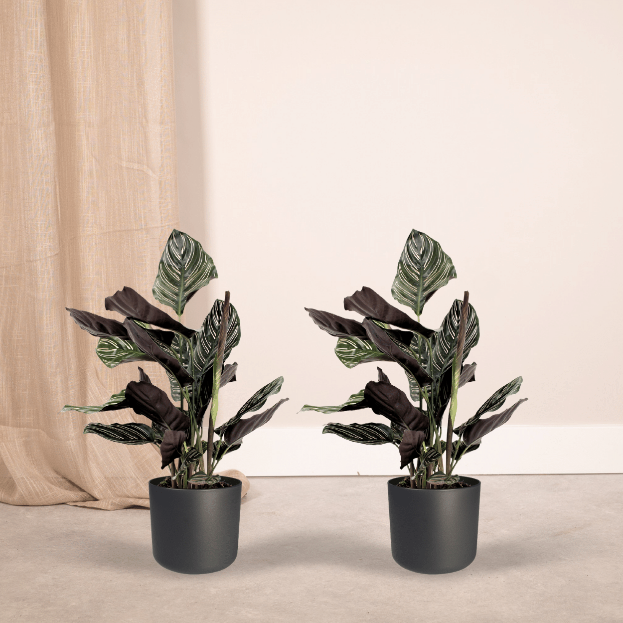 2x Calathea Ornata – Pfauenpflanze, 50 cm, Ø14 cm