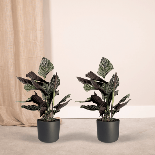 2x Calathea Ornata – Pfauenpflanze, 50 cm, Ø14 cm