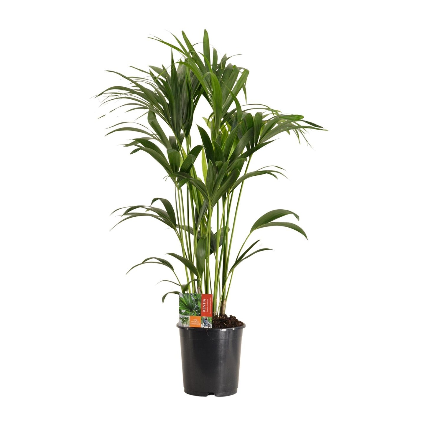 Howea Forsteriana (Kentia-Palme) Ø24cm, ca. 120cm hoch