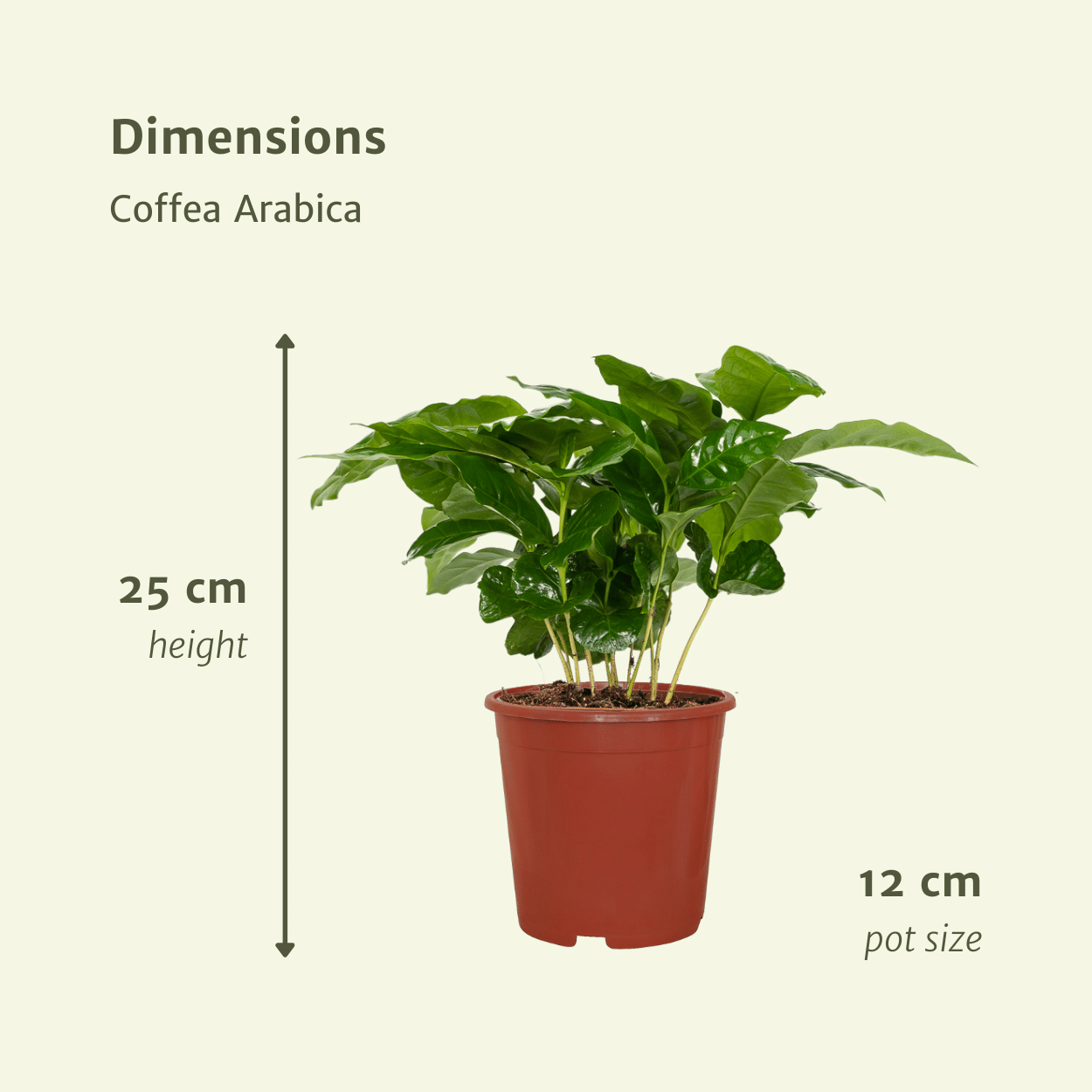 Coffea Arabica Kaffeepflanze – 2er Set, Ø12cm, ca. 25cm hoch