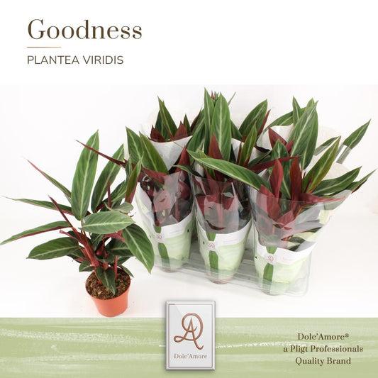 Stromanthe Sanguinea P14 Dolc'Amore® Goodness – Ø14 cm, ca. 45 cm Höhe