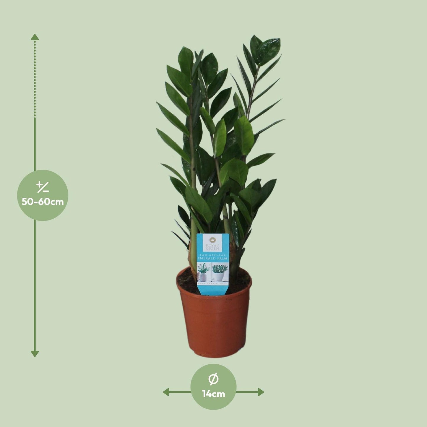 Zamioculcas Zamiifolia – Pflegeleichte ZZ-Pflanze Ø14cm, 55cm hoch