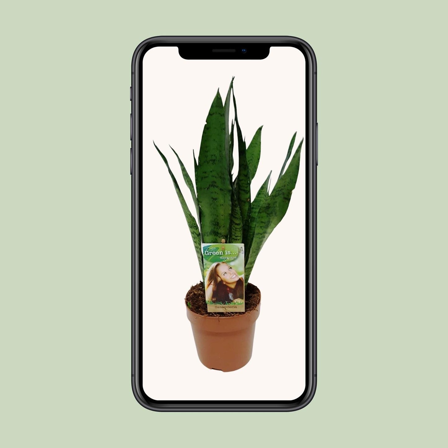 Sansevieria Zeylanica – Schwiegermutterzunge Ø17cm, 60cm hoch