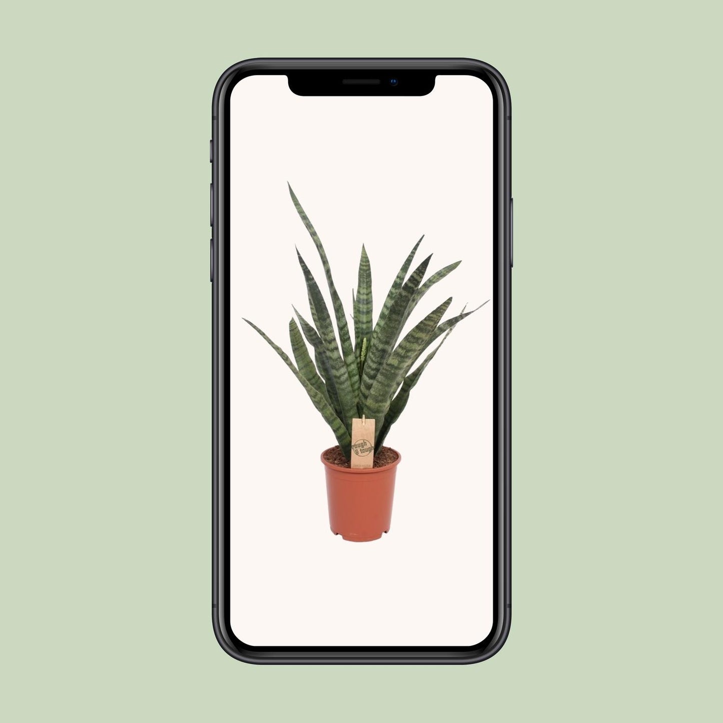 Sansevieria Diamond Green – Pflegeleichte Zimmerpflanze Ø19cm