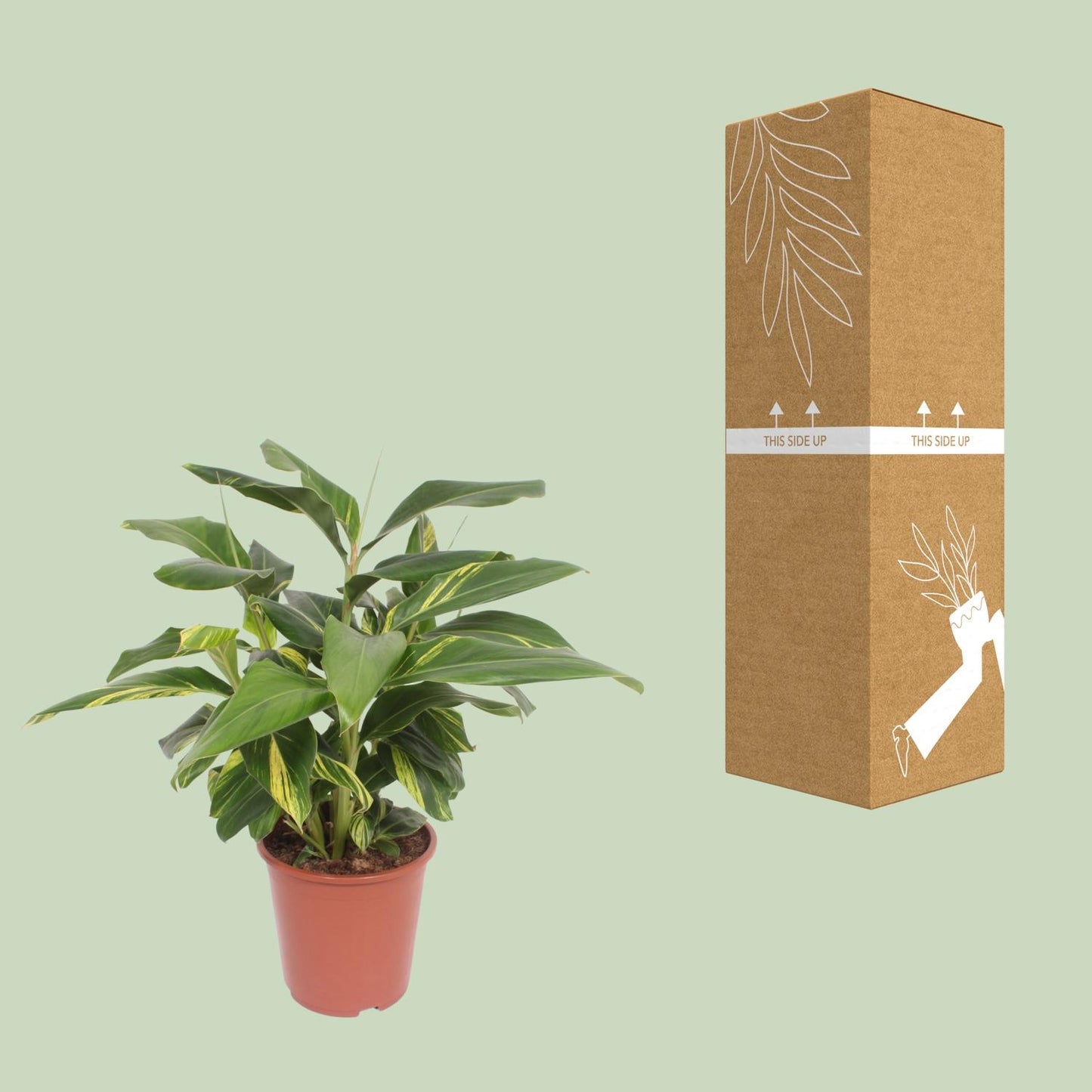 Alpinia Zerumbet Variegata – Pflegeleichte Trendpflanze Ø27cm