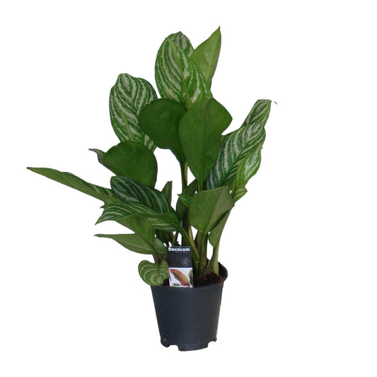 Aglaonema Stripes – Pflegeleichte luftreinigende Zimmerpflanze Ø17cm