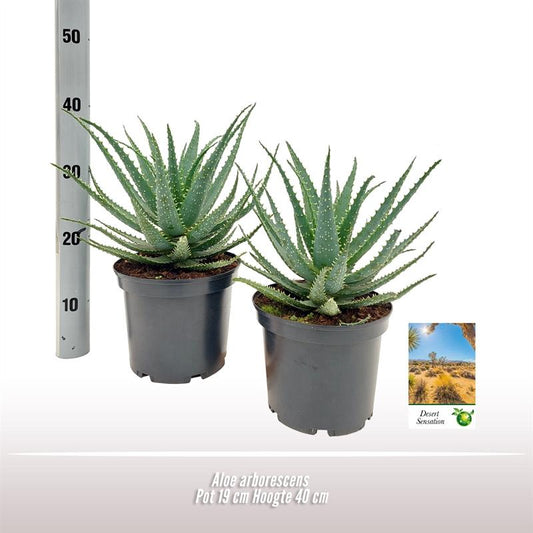 Aloe Arborescens – Pflegeleichte & Luftreinigende Zimmerpflanze Ø19 cm