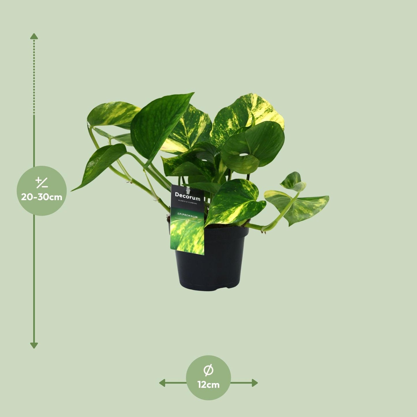 Scindapsus Aureum Ø12cm – Pflegeleichte Zimmerpflanze